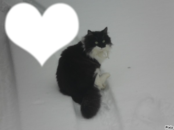 chat dans la neige フォトモンタージュ
