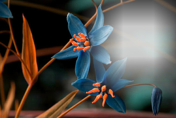 flor roamantica Fotomontagem