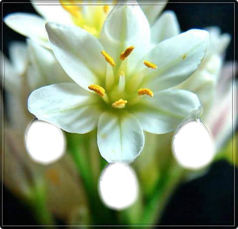 Drops & Flower Photo frame effect