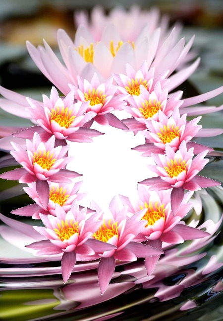 Cc Flor de loto rosa Fotomontaža
