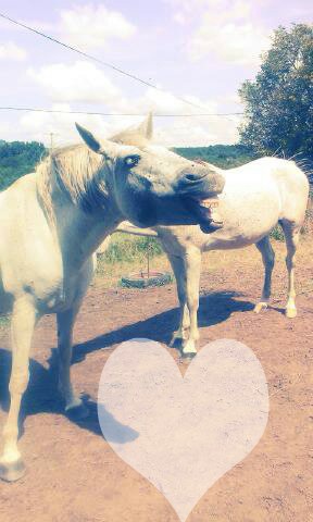 Grimace cheval ♥ Photomontage