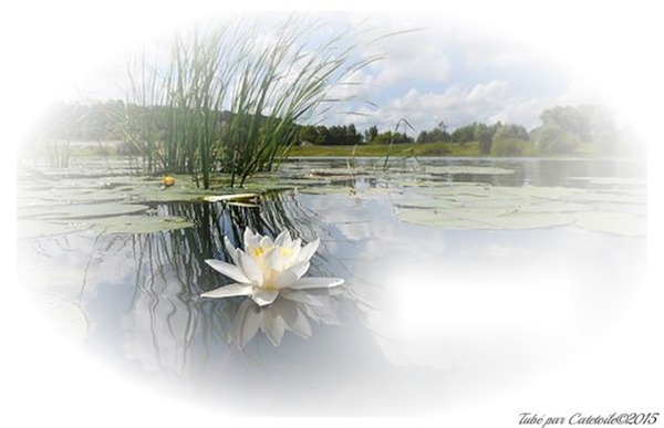 lotus Фотомонтаж