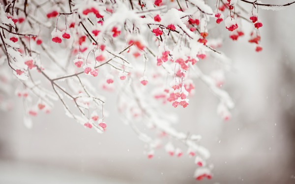 little flower on snow Photo frame effect