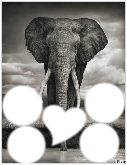 elephant Fotomontaža