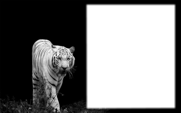 tigre blanc Valokuvamontaasi