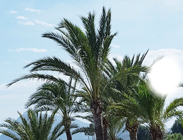palmier Fotomontasje