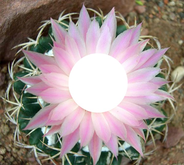 cactus flower フォトモンタージュ