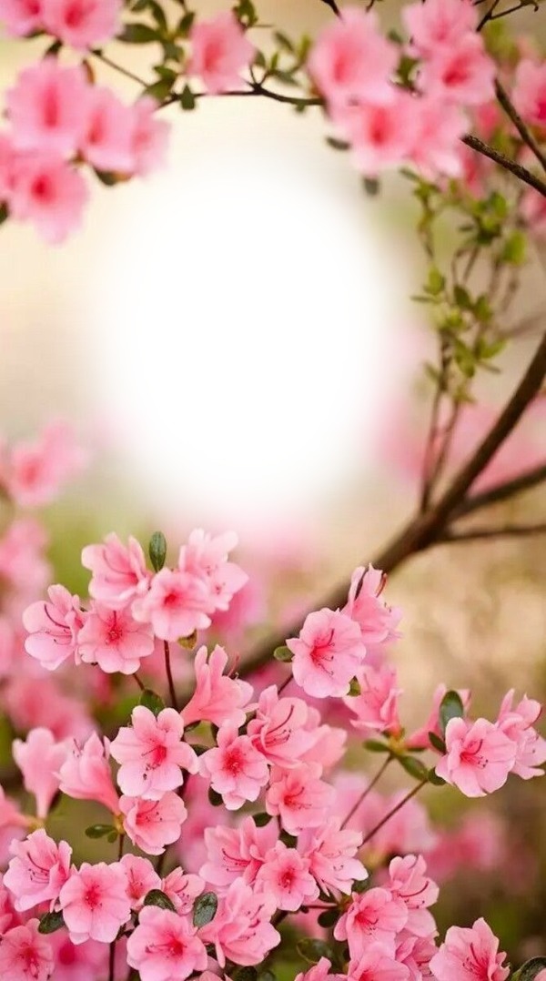 Tavaszi virág Photomontage
