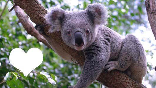 koala 7 フォトモンタージュ