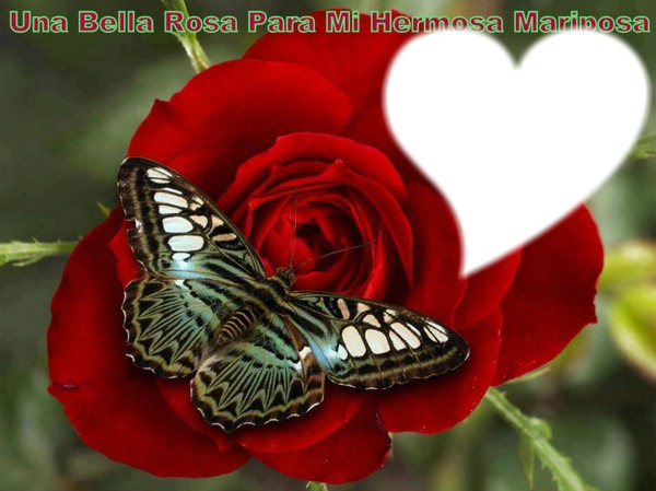 Rose And Butterfly Photomontage