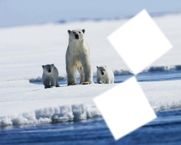 *Famille d'ours* Photo frame effect