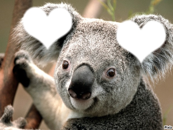 love koala Fotomontaža