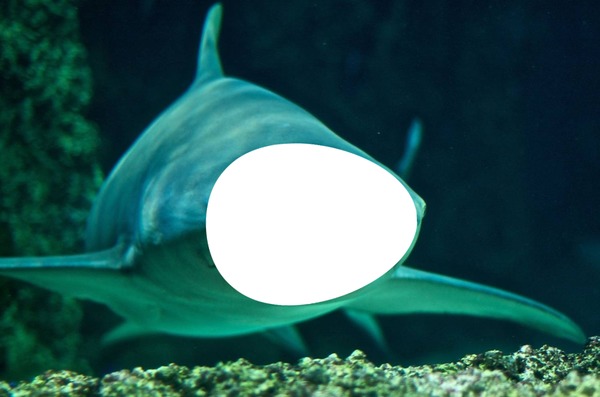 requin citron Fotomontáž