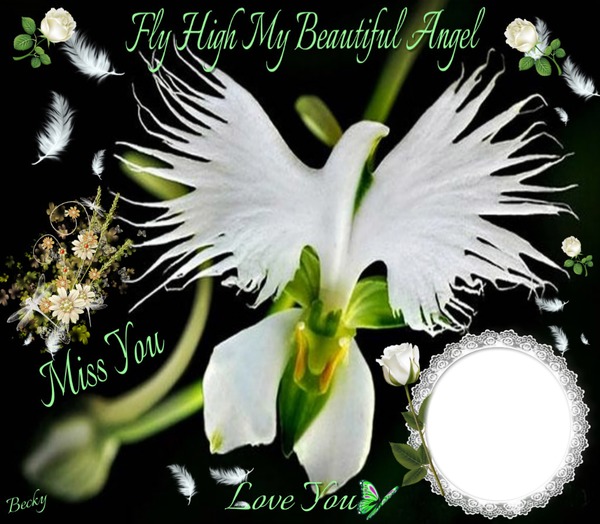 fly high my beautiful angel Montage photo