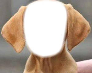 Cara de perro Montaje fotografico