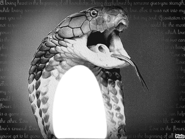 snake Photo frame effect