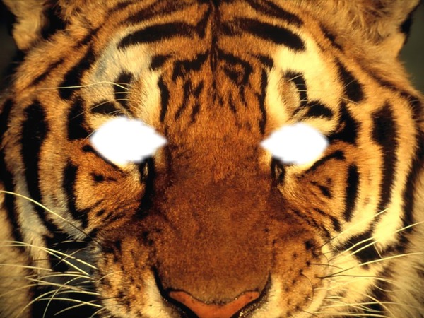 Tigre Fotómontázs