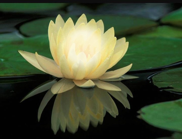 flor de loto Фотомонтаж