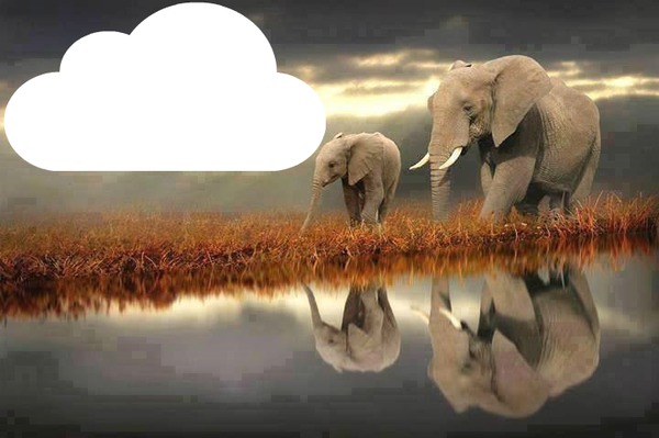 2 éléphants 1 photo Fotomontasje