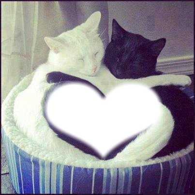 chat coeur Photo frame effect