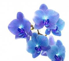 orchidées bleue Montage photo
