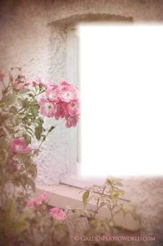 Les roses Fotomontaż