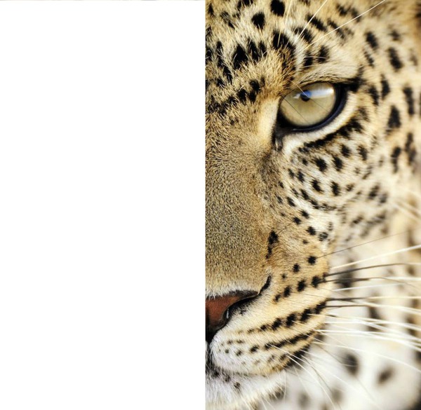 Cheetah Photo frame effect