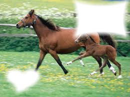 i love you cheval Fotomontaggio