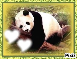 ptit panda qui dort Fotomontaggio