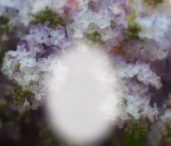 lilac Photo frame effect