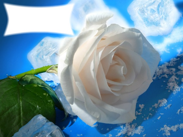 roses blanche Fotomontaggio