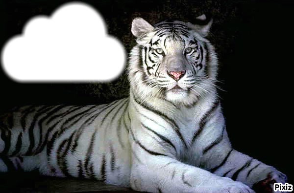 tigre Fotomontage