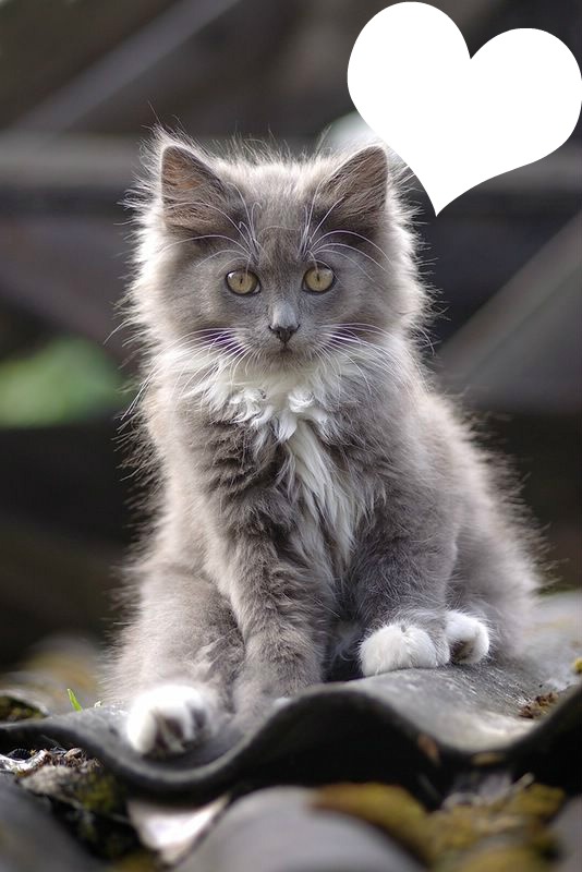 Chat angora gris Фотомонтаж