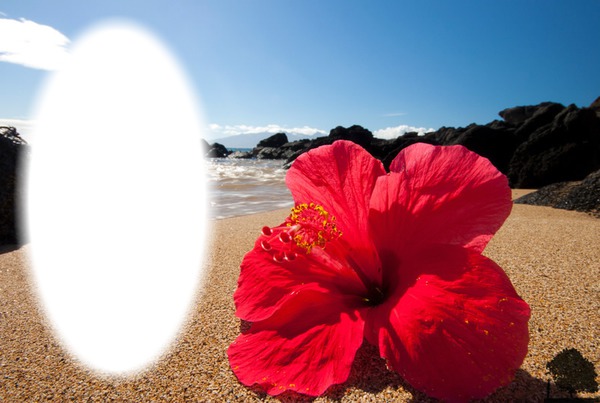 hibiscus Photo frame effect