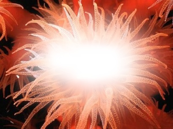 anemone Fotomontáž
