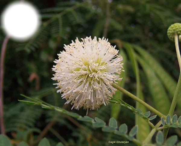Экзотичский цветок Valokuvamontaasi