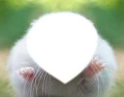 Petit Hamster Photo frame effect