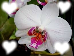 Love Orchidée Φωτομοντάζ
