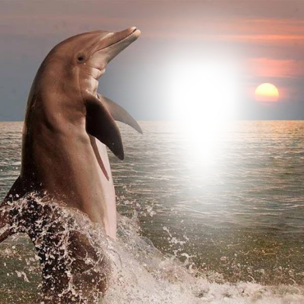Atardecer con delfin Montage photo