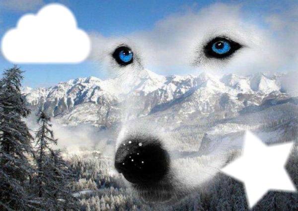 loup des neige Photomontage