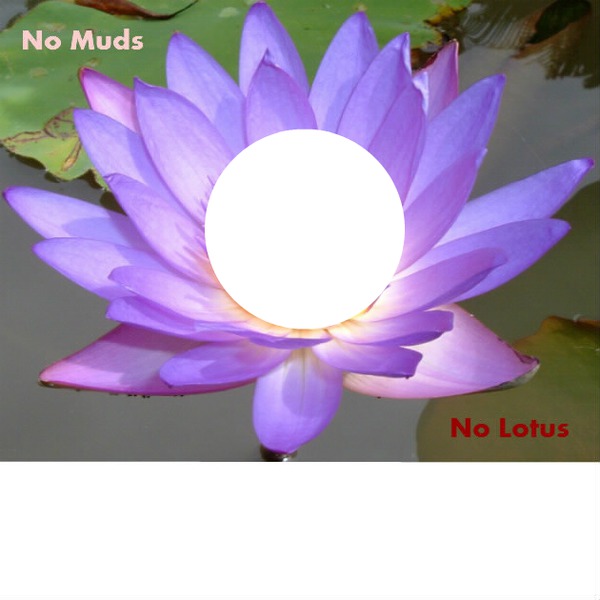 No Muds, No Lotus フォトモンタージュ