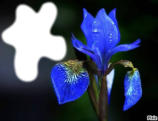 Trés fleurs bleue* Montage photo