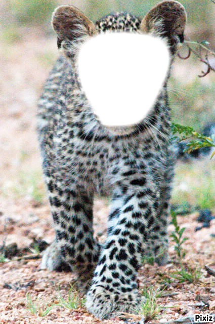 Leopard Fotomontage