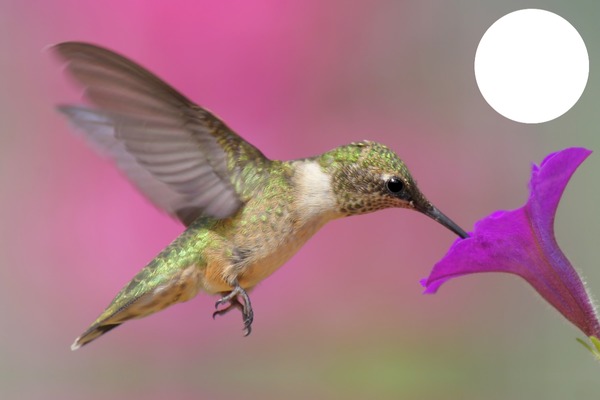 I love hummingbirds #1 Фотомонтаж