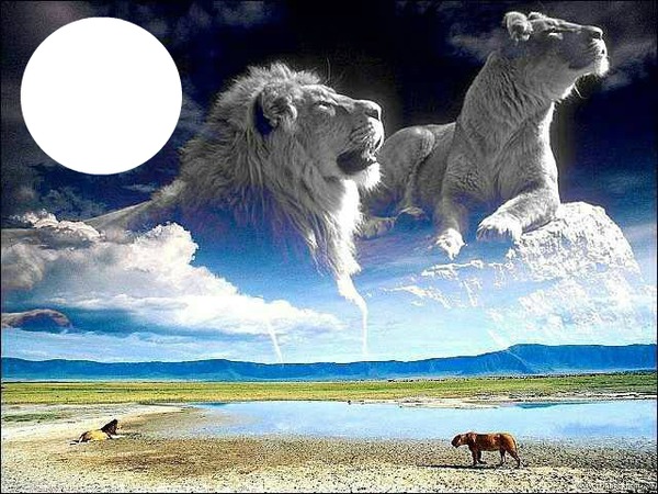WHITE LIONS Fotomontage