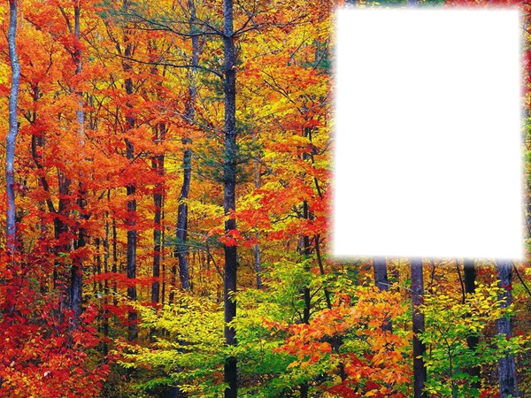 Forêt en automne Fotomontage