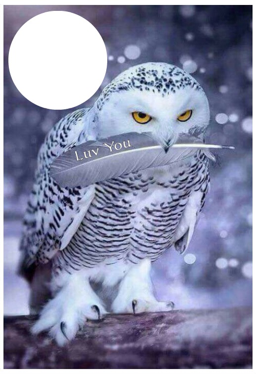 owl Photo frame effect