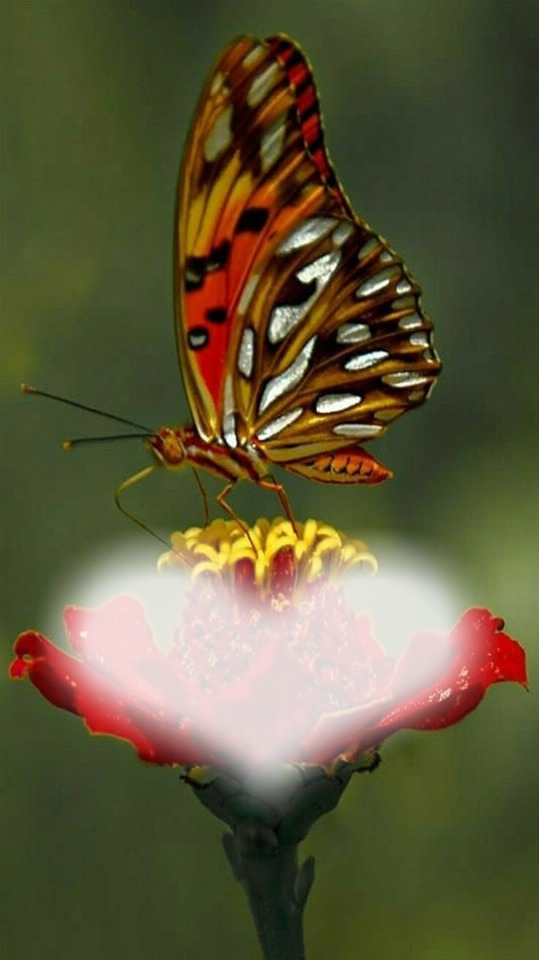 papillon Fotomontažas