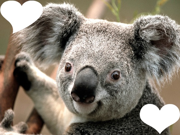 Koala d'amour Photomontage