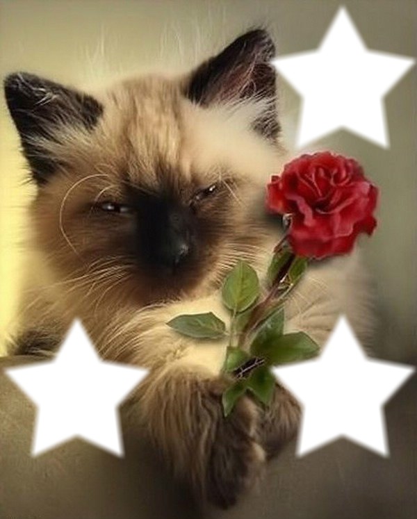 le chat avec une rose 3 cadres photos Fotomontaż
